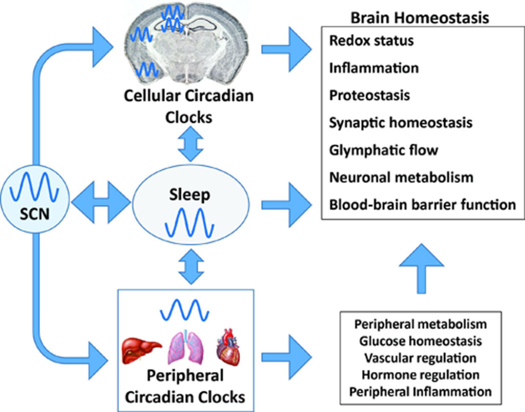 Uyku, merkezi ve periferik sirkadiyen ritimlerin beyin üzerindeki etkisi homeostaz.